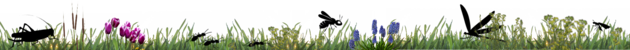 Gutes Klima für Wildbienen & Co. 1 csm TrennlinieArtenvielfalt 0401427d62